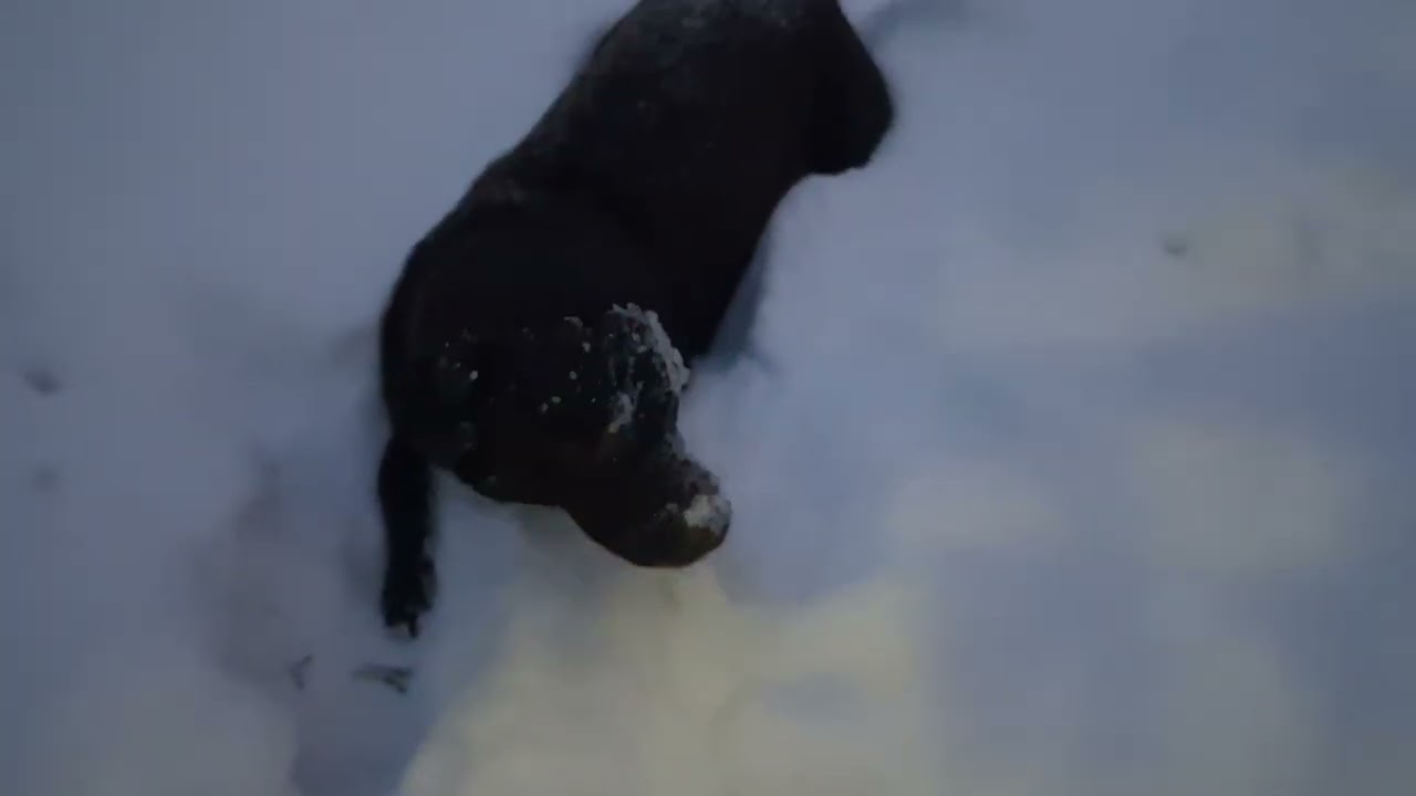 Duracell-Doggy part2🦧🐒🐵