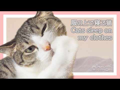 服の上で寝る猫