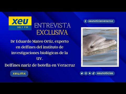 Delfines nariz de botella en Veracruz