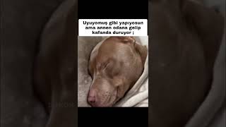 Ah Be Anne Şfetbeniöneçıkar Şfetduası