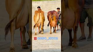 🔥 हाथी जैसी 2 गायें, 60 लीटर तक दूध! 🥛🐄ऐसे मौके बार-बार नहीं मिलते, जल्दी करें! ⚡☎️89550-27002