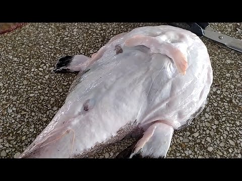 Video: Monkfish: сүрөттөлүшү, жашоо чөйрөсү жана кызыктуу фактылар