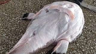 Monkfish Cleaning And Skinning