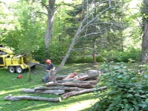 cutting down a big tree near a house youtube cutting down a big tree near a house youtube