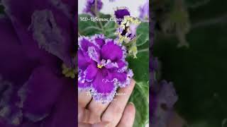 НД-Цветок Сирени #фиалки #beautifulflowers #Violets  #veilchen #violette