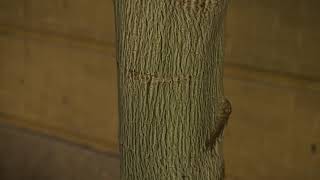 Acer pensylvanicum - Striped Maple, Moosewood, Snake Bark Maple