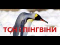 ТСН: Диванопад, пінгвіни і трохи про обстріли