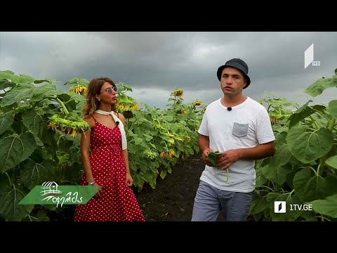 #არტიშოკი რამდენად მომგებიანია მზესუმზირის გაშენება