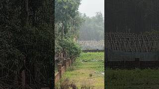 👉 Peaceful Rain in Village 🌧️ | Nature Relaxing Video | Monsoon Vibes #satisfying #viral #shorts