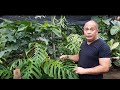 Ask Arid and Aroids, "Introduction to Aroids" | Philodendron | Monstera | Anthurium |