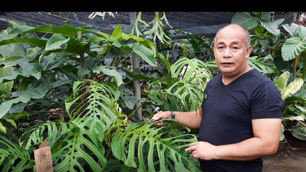 Ask Arid and Aroids, 