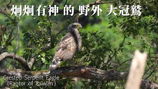 野外 的 大冠鳩 (台灣山林中的猛禽) Raptor  of  Taiwan