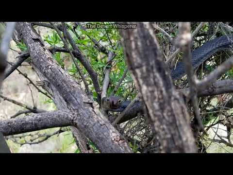 Coachwhip snake attacks The Desert Whisperer