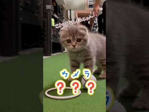 パットゴルフの練習を邪魔するにゃんこ
