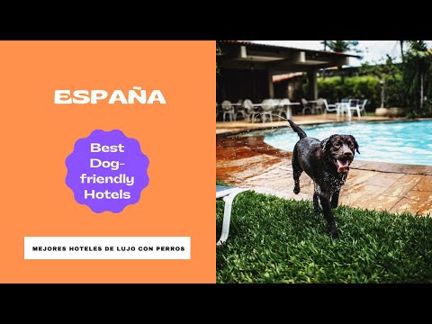 Video: Los 10 mejores hoteles para perros