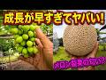 【メロン農家通信26.6.14】春の成長が暴走中!作業に追い越される農園のリアルな1日