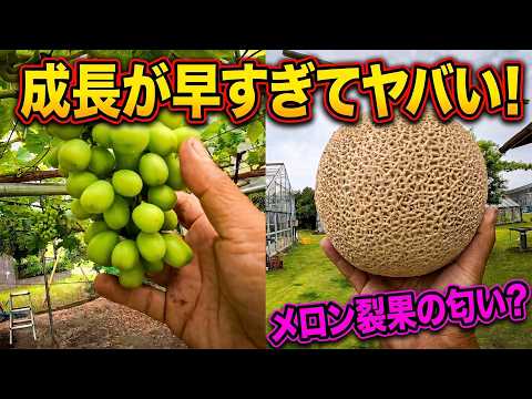 【メロン農家通信26.6.14】春の成長が暴走中！作業に追い越される農園のリアルな1日