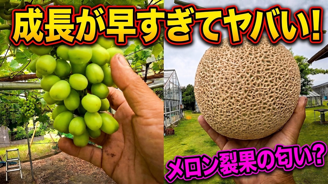 【メロン農家通信26.6.14】春の成長が暴走中!作業に追い越される農園のリアルな1日