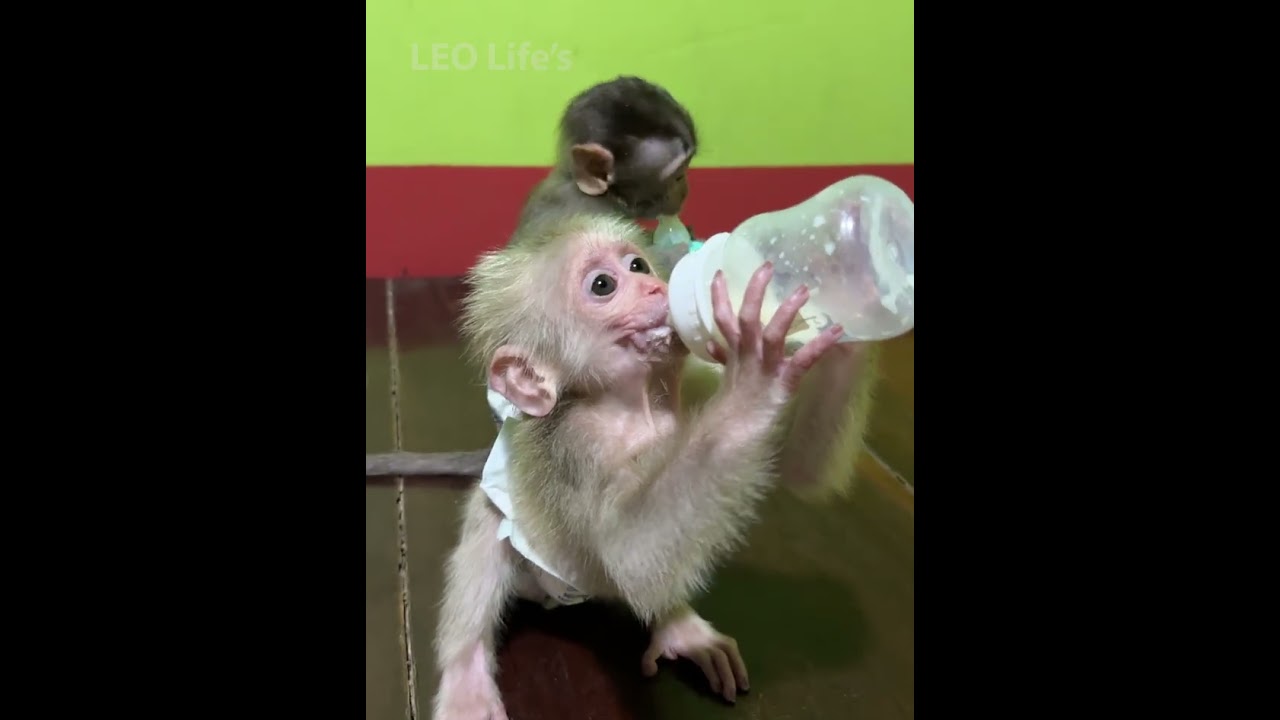 Mora and LEO drink milk 💕💕❤️❤️