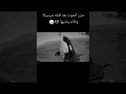 كان الحوت يناديها نادم علا موتها جيسيكا