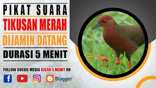 Pikat Suara Burung Tikusan Merah