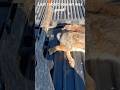 Rabbit hunting with Franchi Affinity 20 gauge
