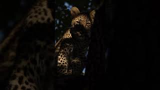 This Leopard Cub Was Feeding In A Carcass That His Mother Bring To A Tree.