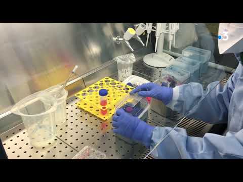 Un laboratoire de Besançon chercher un remède contre le coronavirus Un laboratoire de Besançon chercher un remède contre le coronavirus