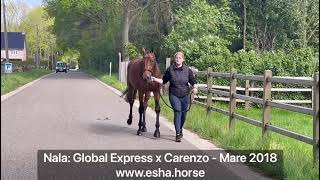 Nala: GLOBAL EXPRESS x CARENZO