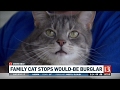 Cat stops would-be burglar