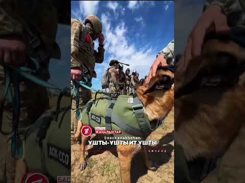 Жануарларға құрметтің бір көрінісі — енді иттер де парашютпен ұшатын болды