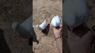 White Pigeons. Hand Feeding.