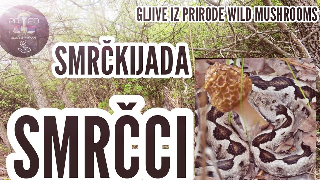 SMRČCI! SMRČKIJADA! 31.03.2024. Morel mushrooms hunting.