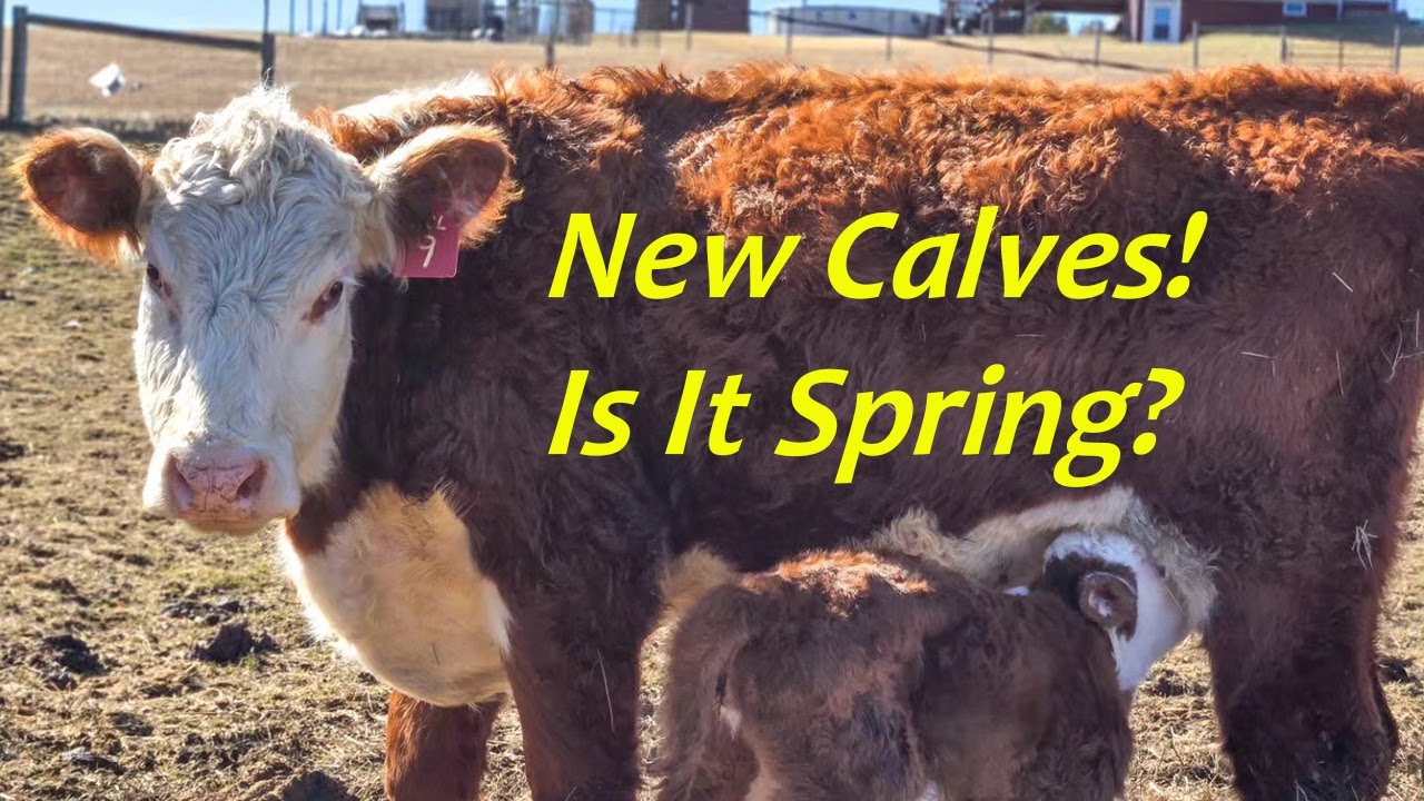 Spring Kicks In Faith & Calves on the Farm