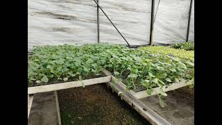 PROTECTED CULTIVATION  OF CROPS  June 14, 2026