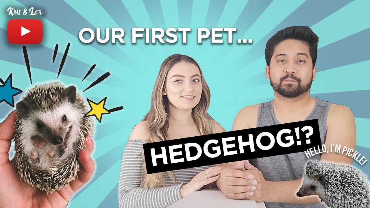 HOW TO GET A PET HEDGEHOG!? YouTube