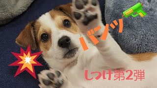 ジャックラッセルテリアの3ヶ月の子犬のしつけ第2弾☆