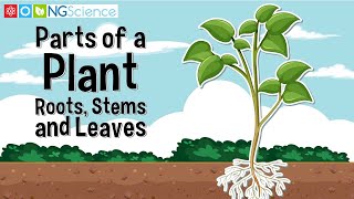 Parts Of A Plants Roots Stems And Leaves