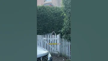 When You Try Making Friends With The Akita Again 