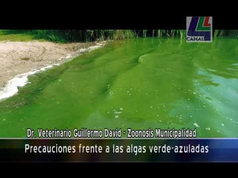 Vídeo: Diferencia Entre Algas Verde Azuladas Y Algas Verdes