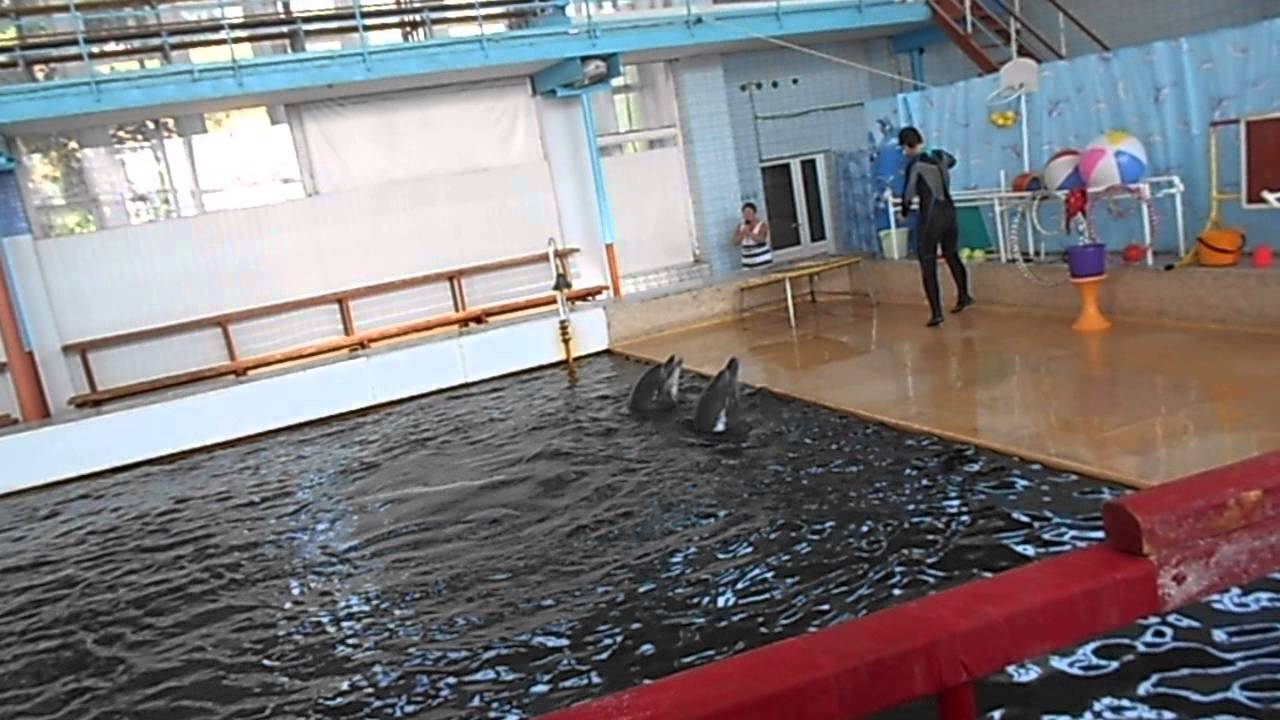 Карадагский дельфинарий 6 часть Дельфины - YouTube