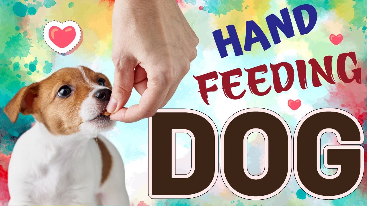 10 Surprising Benefits of Hand Feeding Your Dogs Build Strong Bond