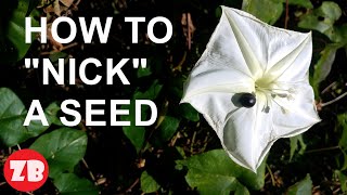 How to Nick a Seed