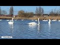 Flock of Swans