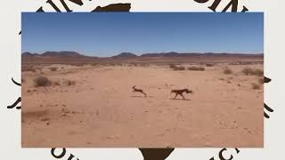 Celebrity Saluki vs steenbok#iqhina #abazingeli #batsumi #amaphisi#greyhounds#hunting#racing  Wealth