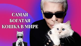 КАРЛ ЛАГЕРФЕЛЬД И ЕГО ШУППЕТ || КТО СТАЛ НАСЛЕДНИКОМ СОСТОЯНИЯ КАРЛА ЛАГЕРФЕЛЬДА?? #cats #котики