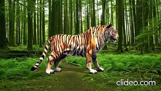 Animales De La Selva En 3D