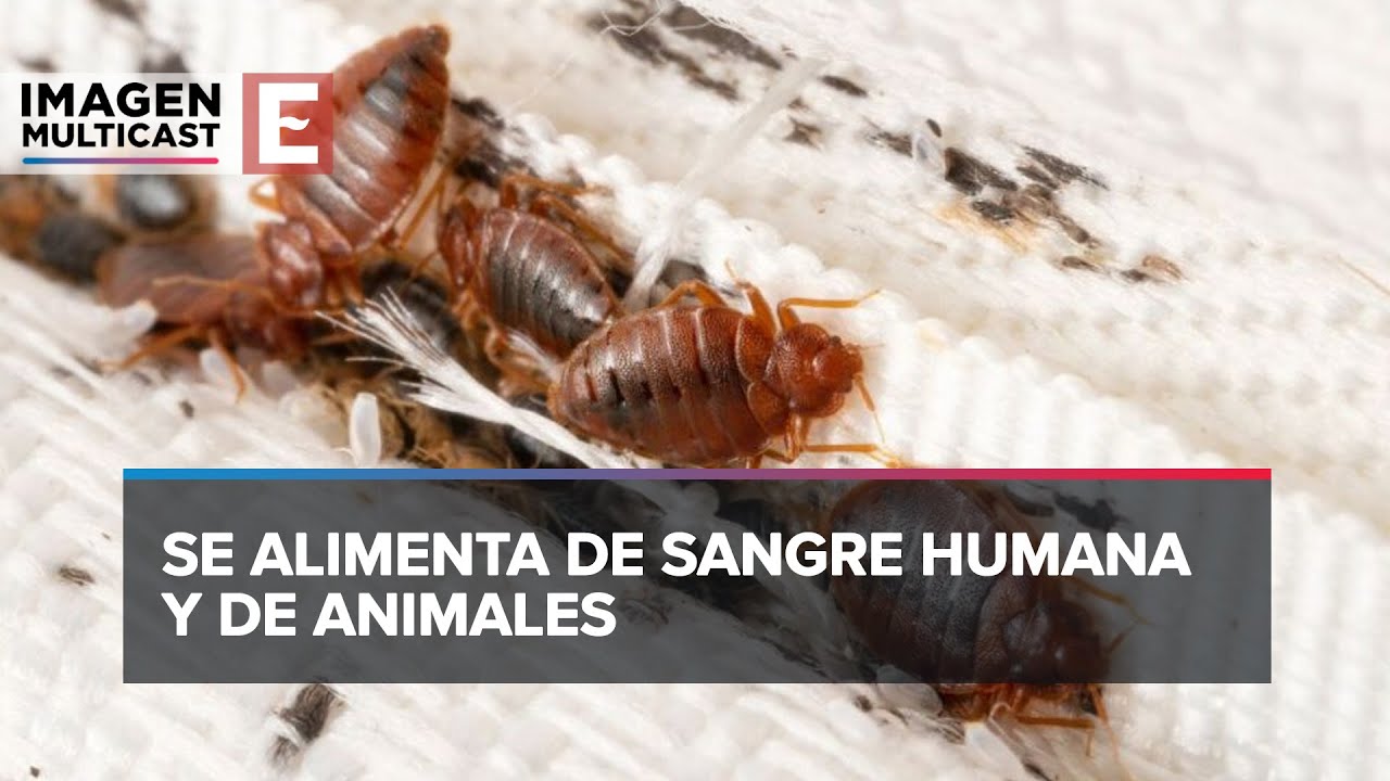¿Qué hacer en caso de tener una plaga de chinches? - YouTube