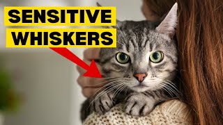 15 Facts About CATS Part 1 by Planet of Predators 310 views 3 months ago 4 minutes, 2 seconds