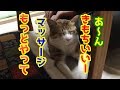 猫様の疲れを癒すため、マッサージを施してみたら極楽そうな顔だったw